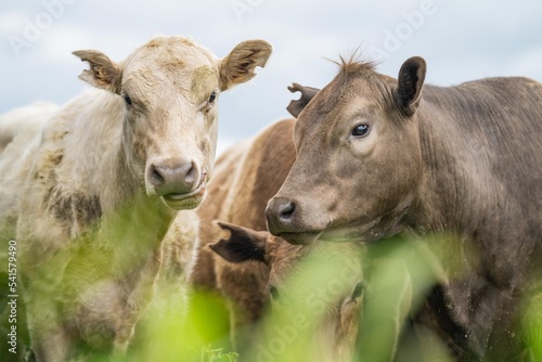 Regenerative agriculture cows in the field, grazing on grass and pasture in Australia, on a farming ranch. Cattle eating hay and silage. breeds include speckle park, Murray grey, angus, wagyu, dairy.