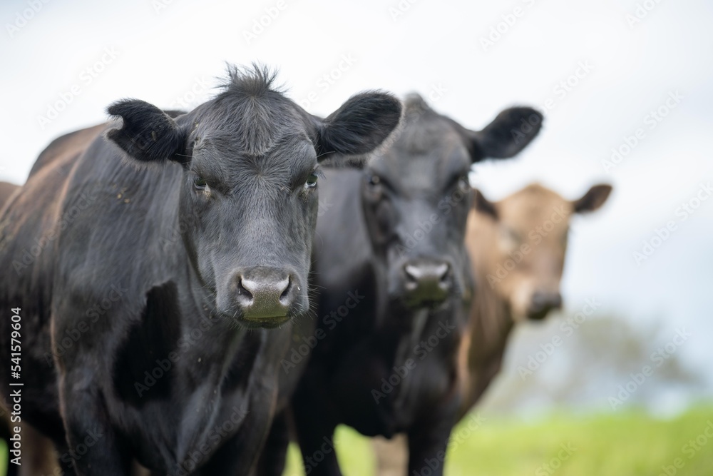 agriculture field,  beef cows in a field.  wagyu cattle herd grazing on pasture on a farm. fat cow