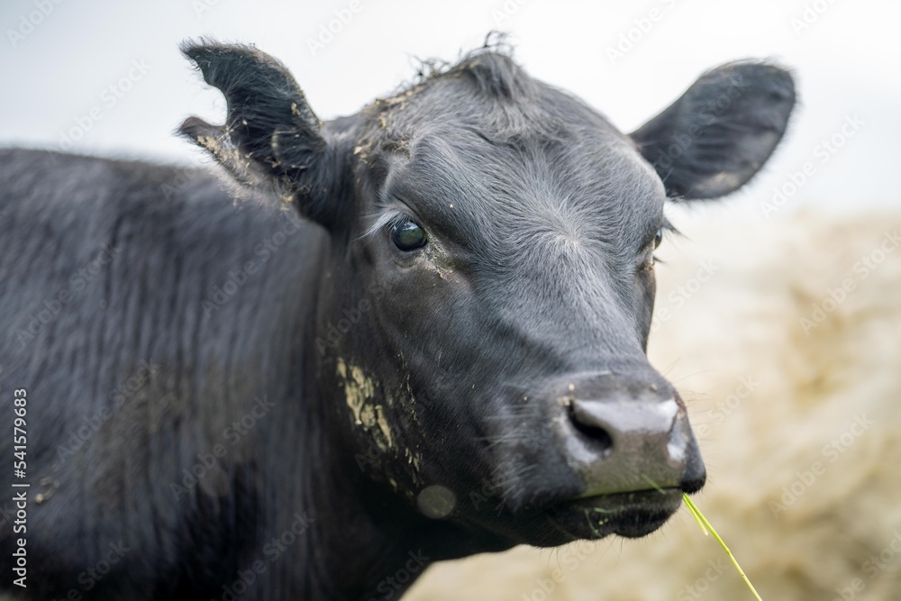 agriculture field, herd of beef cows in a field. springtime on a farm with wagyu cattle. fat cow