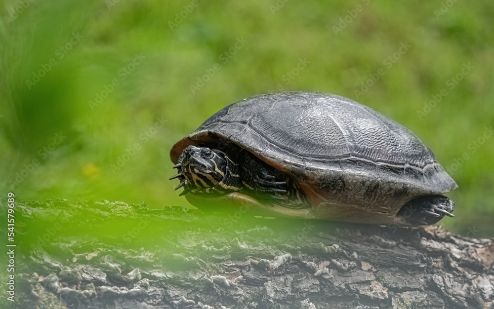 Obraz premium A cute turtle closeup in thuringia outdoor