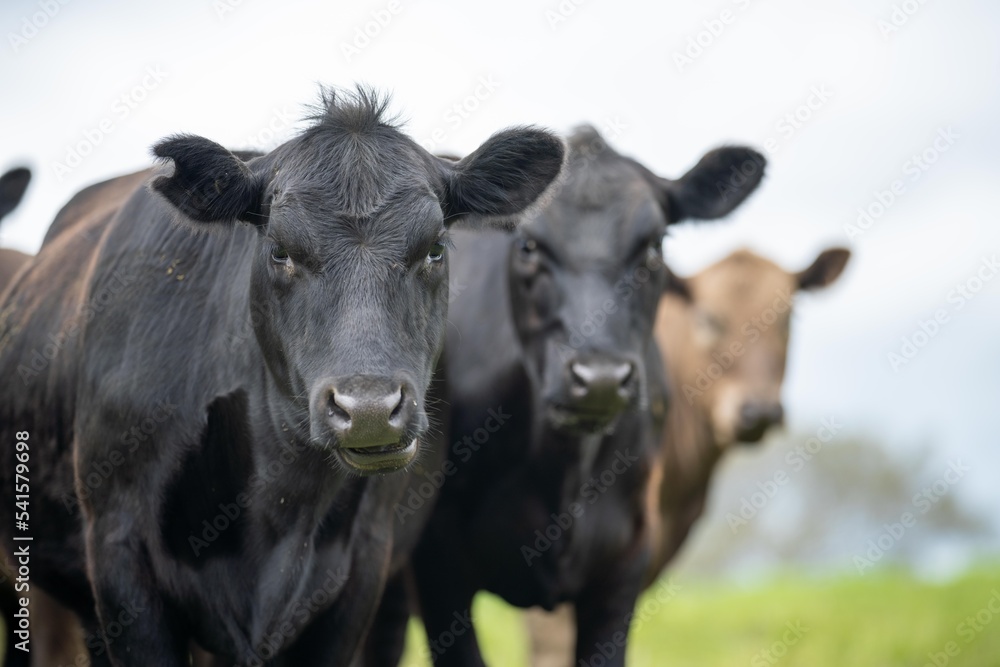 agriculture field in africa,  beef cows in a field. livestock herd grazing on grass on a farm. african cow, cattle meat on a ranch