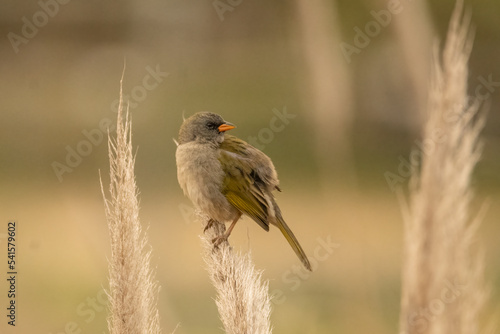 Embernagra platensis