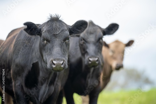 agriculture field, beef cows in a field. wagyu cattle herd grazing on pasture on a farm. fat cow