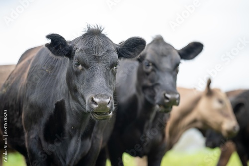 sustainable agriculture cow farm in a field, beef cows in a field. livestock herd grazing on grass on a farm. african cow, healthy regenerative food production