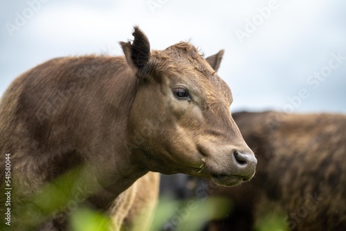 Regenerative Stud Angus, wagyu, Murray grey, Dairy and beef Cows and Bulls grazing on grass and pasture in a field. The animals are organic and free range, being grown on an agricultural farm