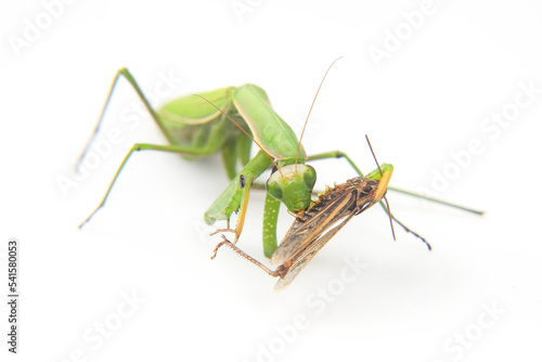 praying mantis eats a grasshopper close-up on a white background. Hunting in the world of insects. Prey for eating insects © photosaint