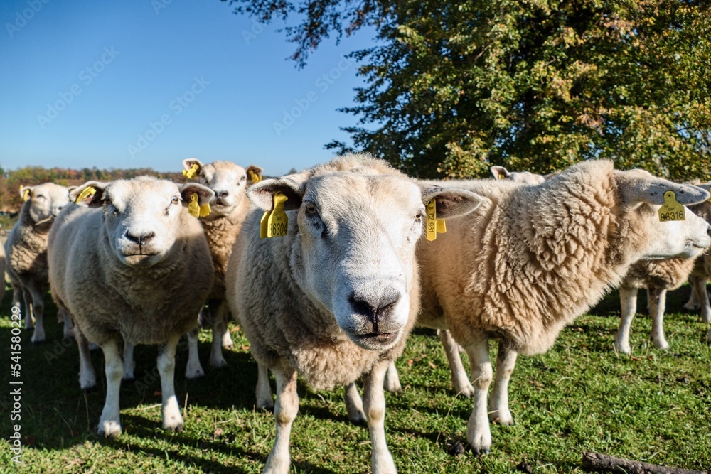 sheeps on a green meadow