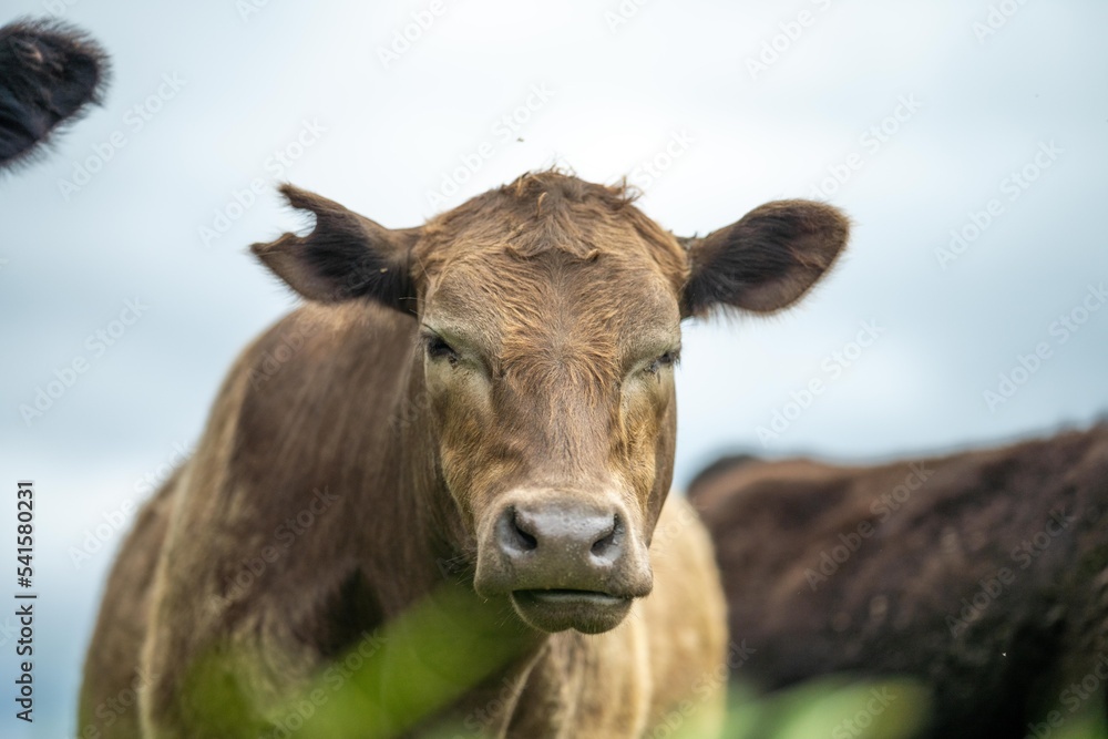 sustainable agriculture cow farm in a field, beef cows in a field. livestock herd grazing on grass on a farm. african cow, healthy regenerative food production sustainable agriculture cow farm in a field, beef cows in a field. livestock herd grazing on grass on a farm. african cow, healthy regenerative food production