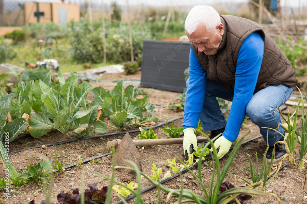 Fototapeta premium senior gardener sets up a drip irrigation system in the garden