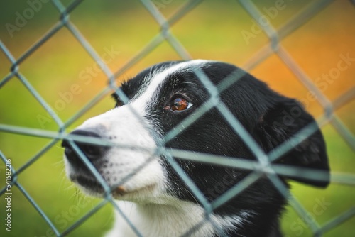 Portrait of an adorable black-white dog sadly looking from behind a fence photo