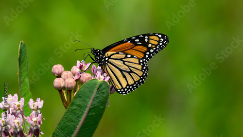 Monarch Butterfly Feeding on Common Milkweed photo