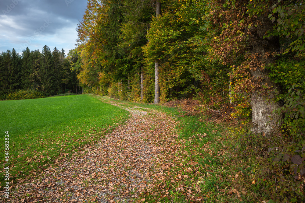 Path along the meadow at the edge of the autumn forest in Embrach, Switzerland - autumn scene