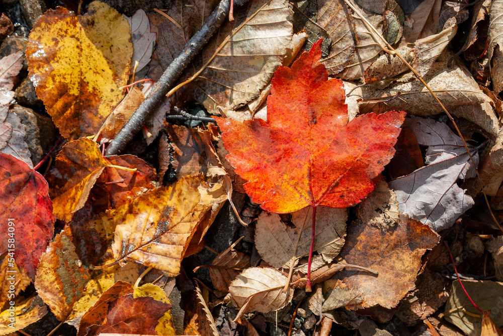 red maple leaf on top of other autumn leaves