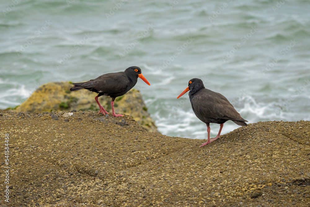Two Sooty Oystercatcher's Two Sooty Oystercatcher's