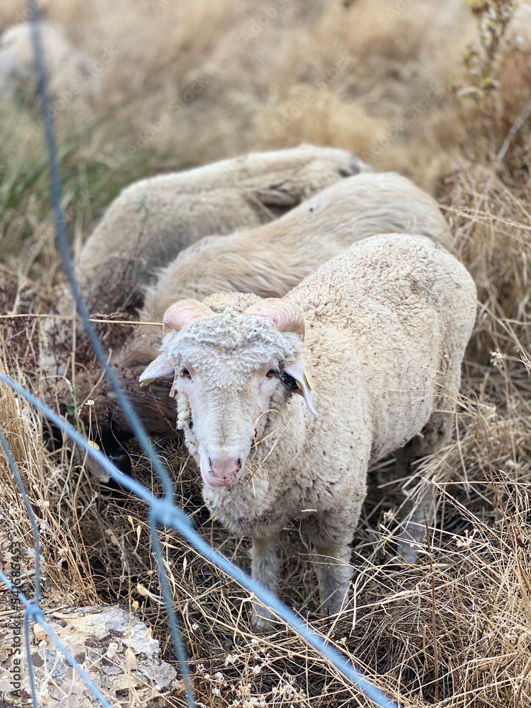 Obraz premium sheep and lambs