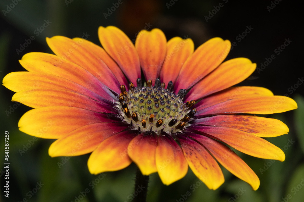 Orange and yellow Striped Treasure Flower Orange and yellow Striped Treasure Flower