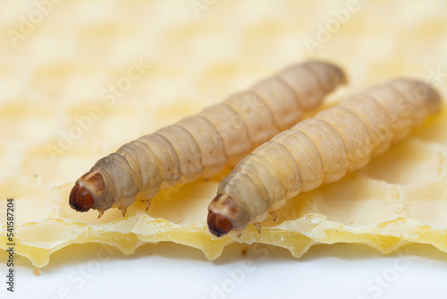 The greater wax moth Galleria mellonella