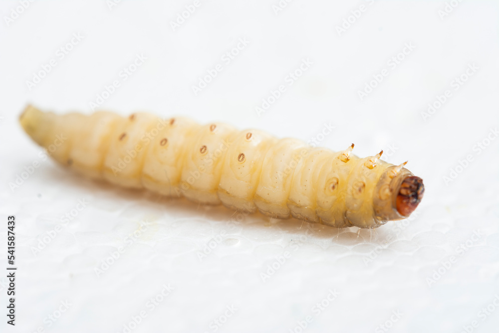 The greater wax moth Galleria mellonella The greater wax moth Galleria mellonella