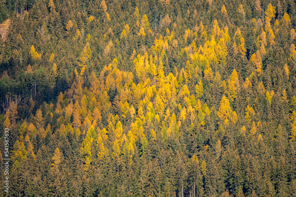 Fototapeta premium autumn leaves on a mountain