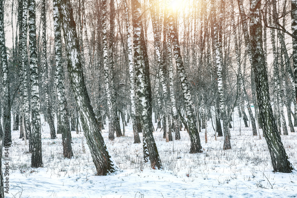 Frozen birch forest landscape. Frozen birch forest landscape.