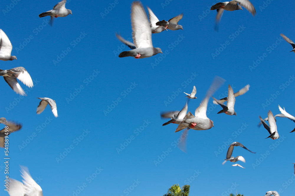 Obraz premium flock of seagulls