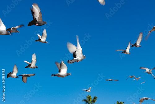 flock of seagulls © Людмила Савчук