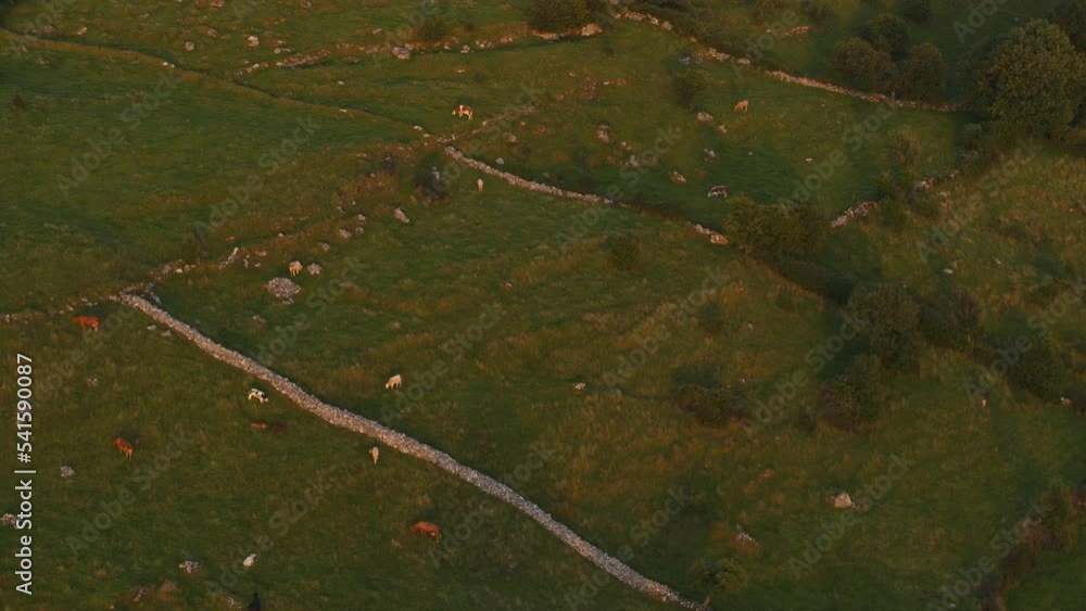 Aerial flyover view of farm animals in rural landscape / Ballindoon, Sligo, Ireland Aerial flyover view of farm animals in rural landscape / Ballindoon, Sligo, Ireland