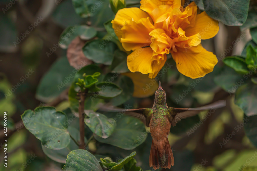 Obraz premium Hummingbird Cross