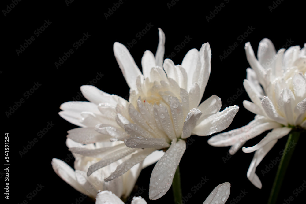 las flores las flores