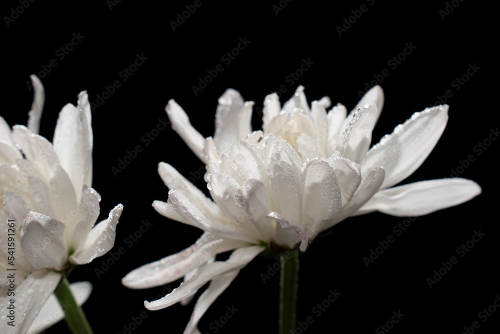 las flores las flores