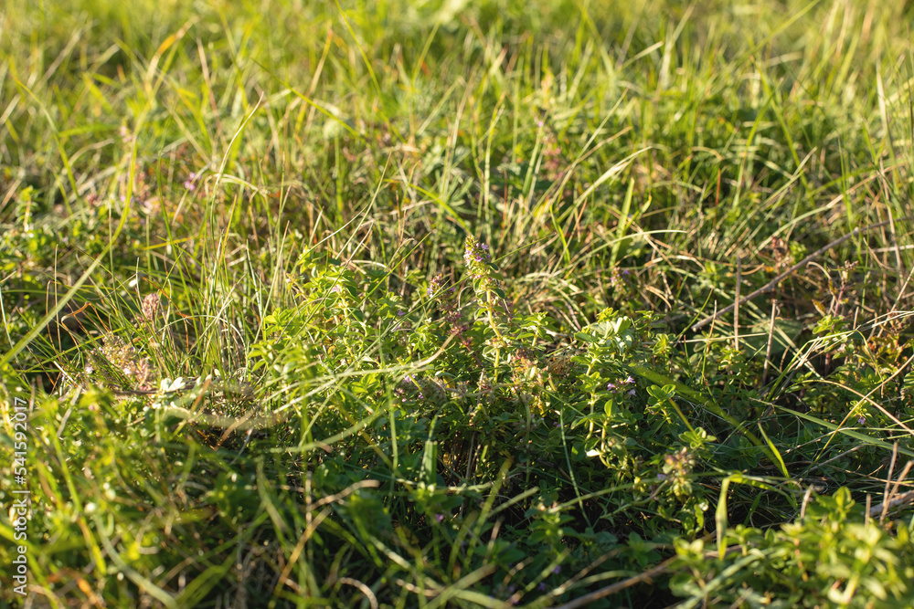 Thyme flowers on the meadow.Sunny day in autumn. Thyme flowers on the meadow.Sunny day in autumn.