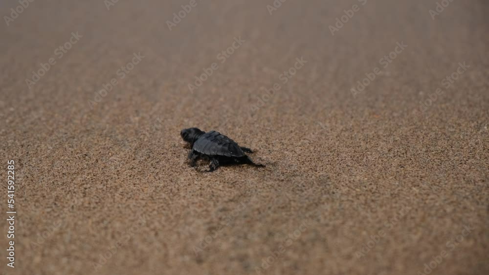 A small sea turtle runs towards the sea, quickly flipping its fins in its first minutes of life. It is washed away by the sea wave, taking it to its native element. A small sea turtle runs towards the sea, quickly flipping its fins in its first minutes of life. It is washed away by the sea wave, taking it to its native element.