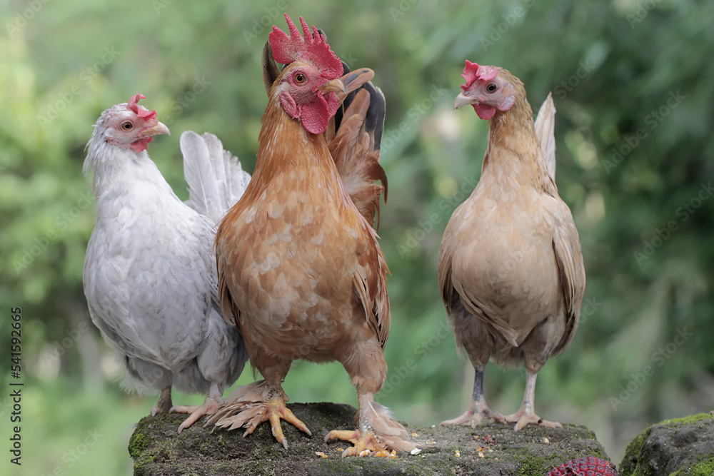 A rooster and two hens are foraging a moss-covered ground. Animals that are cultivated for their meat have the scientific name Gallus gallus domesticus.