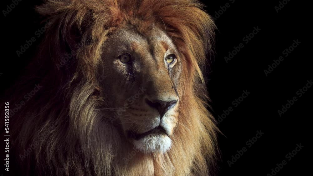 Portrait of a Beautiful lion, lion in dark. An adult lion resting in the sunlight. Lion at rest. 4K Slow motion video, ProRes 422 10 bit Portrait of a Beautiful lion, lion in dark. An adult lion resting in the sunlight. Lion at rest. 4K Slow motion video, ProRes 422 10 bit