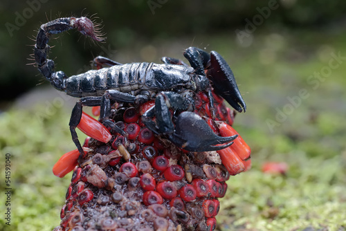 An Asian forest scorpion is hunting for prey in the weft of an anthurium fruit. This stinging animal has the scientific name Heterometrus spinifer. photo