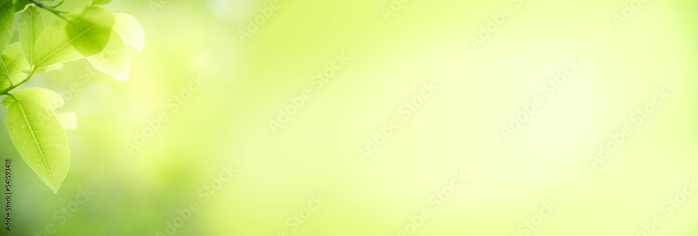 Gorgeous Nature Abstract background nature of green leaf on blurred greenery background in garden. Natural green leaves plants used as spring background cover page greenery environment ecology lime gr Gorgeous Nature Abstract background nature of green leaf on blurred greenery background in garden. Natural green leaves plants used as spring background cover page greenery environment ecology lime gr