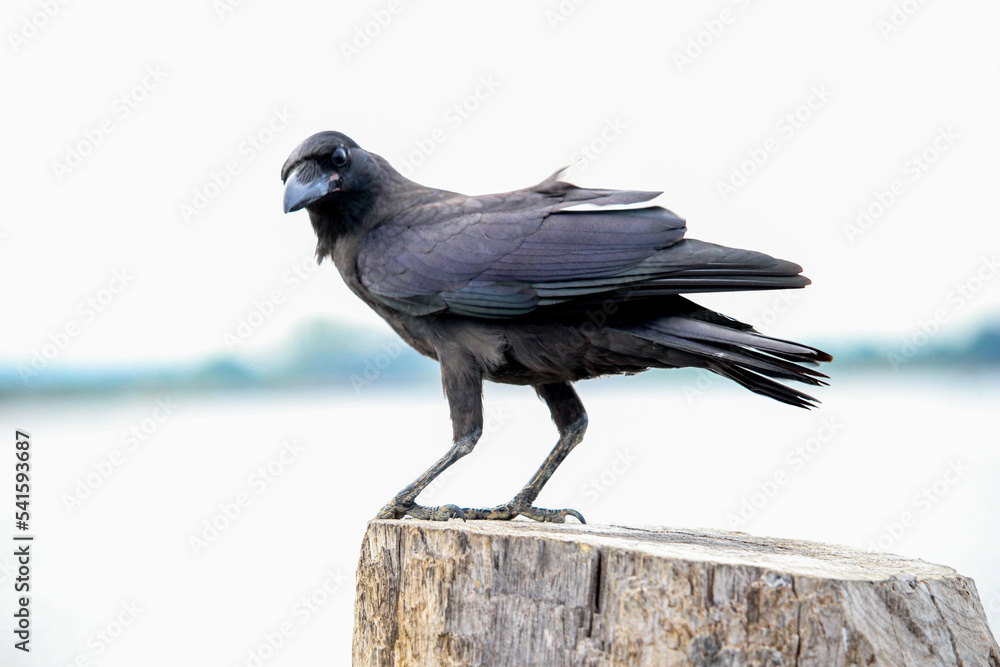 Naklejka premium A crow stands on a wood looking for food.