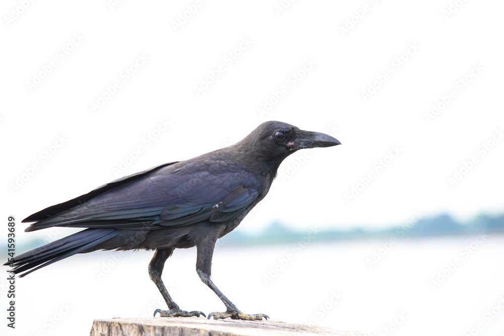 Obraz premium A crow stands on a wood and looking for food.