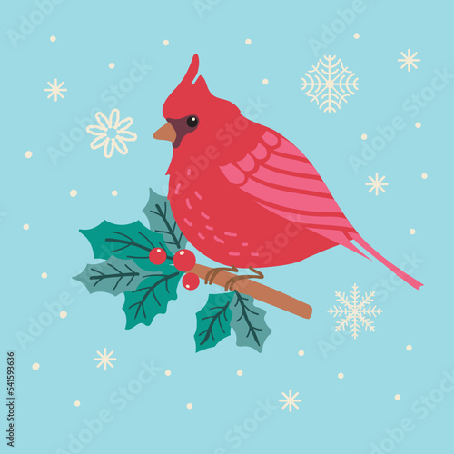 Red cardinal bird on holly branch. Vector illustration. 