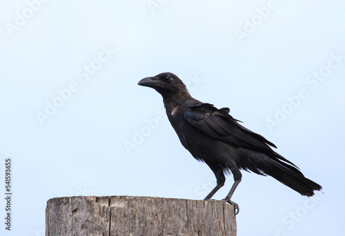A crow is standing on a log looking for food.