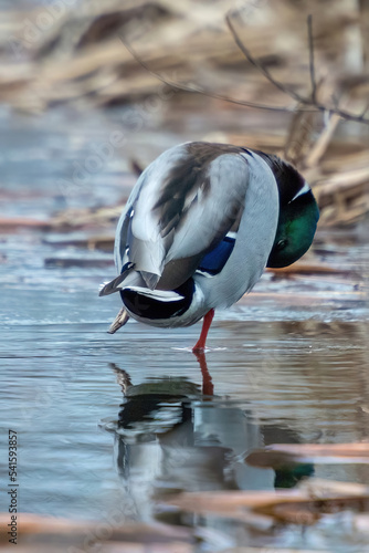 ducks on the lake 2021 in winter