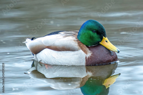 ducks on the lake 2021 in winter