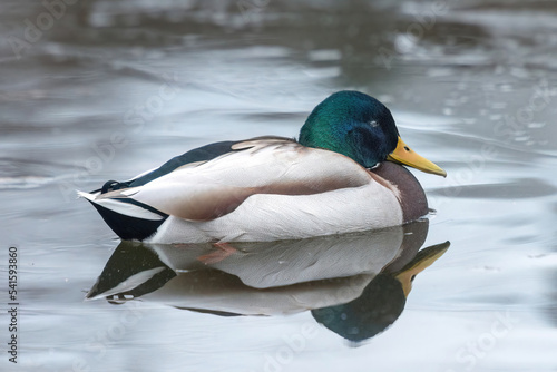 ducks on the lake 2021 in winter