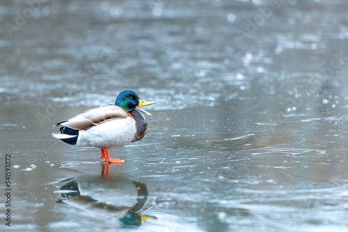 ducks on the lake 2021 in winter