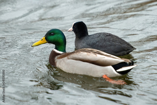 ducks on the lake 2021 in winter