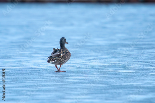 ducks on the lake 2021 in winter