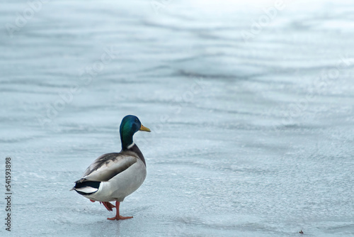 ducks on the lake 2021 in winter