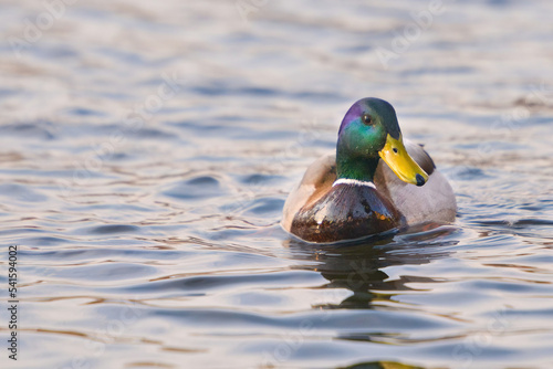 ducks on the lake 2021 in winter