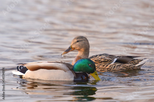 ducks on the lake 2021 in winter