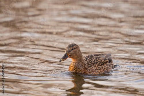 ducks on the lake 2021 in winter